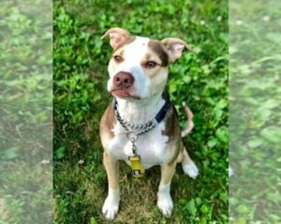 Adult * Location New York, NY, 10028 USA USA *. Dog Breed: Pit Bull Terrier / Mixed (short coat). Yogi is a handsome 45-lb male pittie born in early 2017 who was owner-surrendered to rescue with his sibling. Yogi is a very smart boy and is house trained, crate trained, knows basic commands, and is working on his leash skills. He is good with older kids and would do best as your only doggie boy,...