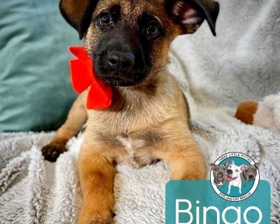 This cutie is Bingo Nina. He is currently 2 1/2 months old and weighs approximately 9 pounds. We think they may be a German Shepherd / Labrador Retriever mix*, but with rescue its a guess! What matters most is that they are adorable and are one the MOST desperate in the entire US based on statistics for where this puppy is from. Shelters in this area are having to euthanize puppies. So, this pu...