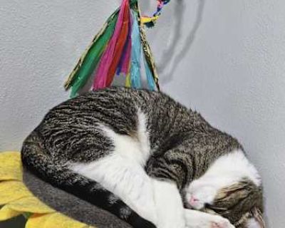 This is Ducky and lucky our 1 year old cats, her birthday is July 4, 2024, (Ducky)April 4,2024(lucky) we adopted them from the denton animal shelter we love them very much but we are going through some financial troubles currently and cant care for them like we are supposed we want them to be healthy and happy. a blue arrow This is Ducky and lucky our 1 year old cats, her birthday is July 4, 20...