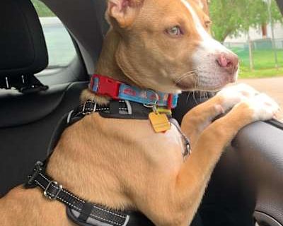 Betly - American Staffordshire Terrier/American Pit Bull Terrier Mix Male Puppy for Adoption