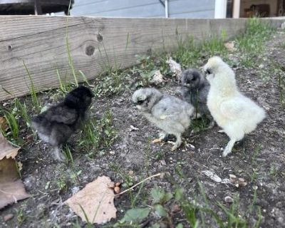 7 silkie chicks for sale. Born Saturday 6-28. 10 bucks each or best offer strait r