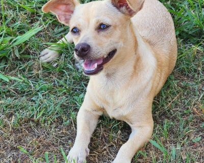 Lil' Miss Cutie - Chihuahua & Dachshund Mix Female Dog for Adoption