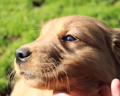 Diamond red ranch golden sales retrievers