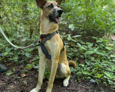 Scooby - Anatolian Shepherd Male Dog for Adoption