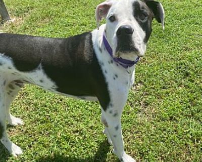 Leo - Great Dane/American Bulldog Mix Male Dog for Adoption