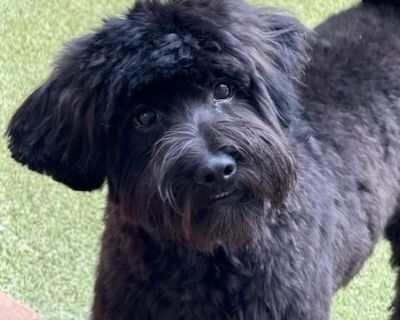 PLEASE READ THE FOLLOWING INFORMATION AND REQUIREMENTS FOR ADOPTION..KIKI is currently in foster care in Houston, The adoption fee includes the transport if interested there is an application on our website houstonshaggydogrescue.org This beautiful puppy was born March 13 th 2025 ,she is approx 17 lbs she will probably be in the 20 to 25 plus range when fully grown , her dad was a doodle mix an...