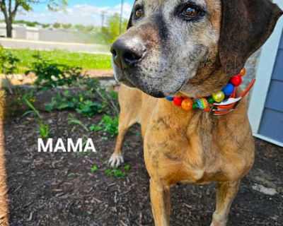 (Baby) Momma SCP - Hound (Unknown Type)/Mixed Breed (Medium) Mix Female Dog for Adoption