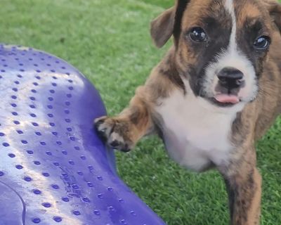 Doux - Boxer Mix Male Puppy for Adoption