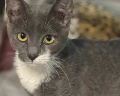 Young. Gray or blue. Microchipped. Vaccinated. Captain Fuzzpaws is a delightful little guy who is a little shy but with a little love, will turn around fast. He has a hard start in life; He was turned in to the shelter when he was a tiny kitten and stayed in the medical unit due to overcrowding at the shelter. Shoved in the last cage, he got his physical needs met but the shelter staff is too b...