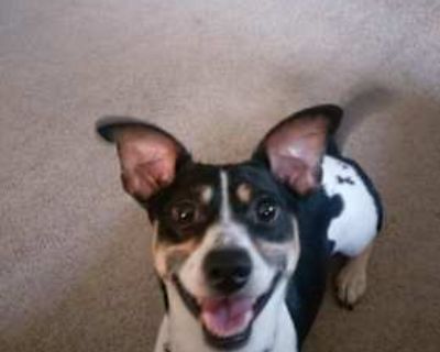 MICKEY - Rat Terrier/Terrier (Unknown Type, Small) Mix Male Dog for Adoption