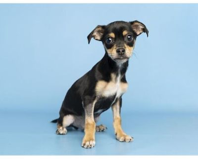 DR. BEANS - Chihuahua Male Puppy for Adoption