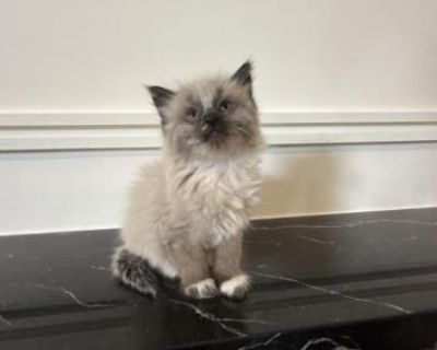 Ragdoll Kittens - Ragdoll Male & Female Kitten For Sale