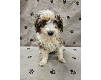 Marco - Australian Shepherd/Poodle (Miniature) Mix Male Puppy for Adoption