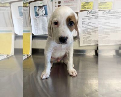 Yankee - Border Collie-English Setter Mix Male Puppy for Adoption