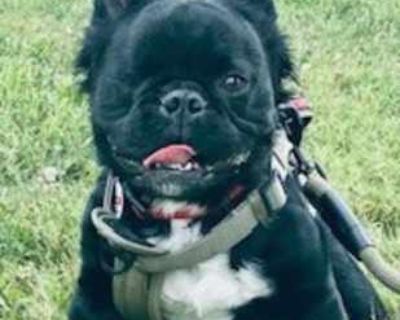 Jack - French Bulldog Male Dog for Adoption