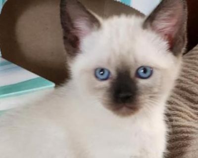 Household pet. Not registered. Health certificate, food, toys. Our kittens have playful and friendly personalities. Vaccinated, dewormed, FIV FELV, HCM negative. Deposits preferred. Cash on pickup.