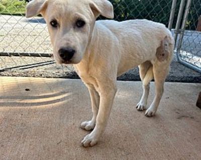 2024-09-001 *Nala* - Labrador Retriever Female Puppy for Adoption