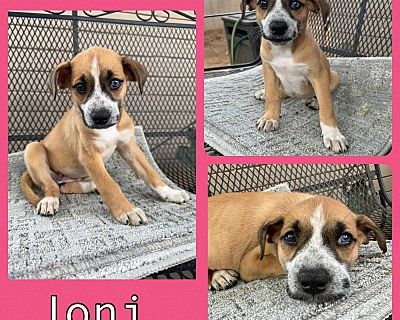 Joni - Labrador Retriever/Blue Heeler Mix Female Puppy for Adoption