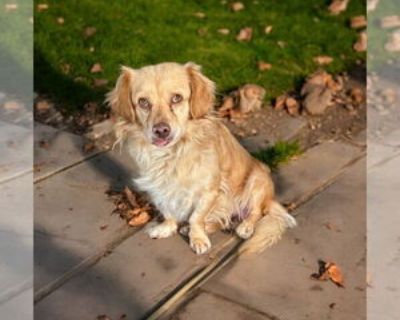 Adult * Location Menifee, CA, 92865 USA USA *. Dog Breed: Spaniel / Pekingese (short coat). Meet Austin! Say hello to Austin, an 18-pound bundle of happiness! This 3-year-old cutie is as charming as he is adorable. With his soft, spaniel-like ears and bright, expressive eyes, Austin s smile could melt anyone s heart. Austin is a friendly, happy-go-lucky pup who loves being around people. He s q...