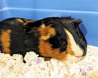 FRACK - Guinea Pig Male for Adoption