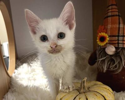 Child. White. Adoption process You will first be required to complete our Adoption Questionnaire (http://www.homewardtrails.org/adopt-a-pet/adoption-forms/). Once received, a Homeward Trails rep will contact you via phone or e-mail. Please allow 72 hours for a response. If it seems you are a good fit for each other based on the info you provided, a phone interview will follow. If you are rentin...