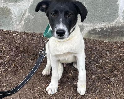 Sheriff - Border Collie & Labrador Retriever Mix Male Puppy for Adoption