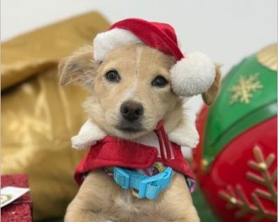 Exciting News: This adorable pup will be at an adoption event near you! Check our website: https://AmazingDogsRescue.org/dogs/ Or call 888.508.8943 (Monday to Sunday, 8 AM to 8 PM).