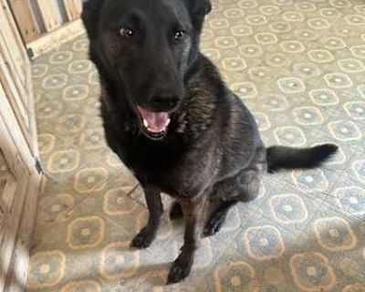 Whiskey - Dutch Shepherd/Belgian Malinois Mix Male Dog for Adoption
