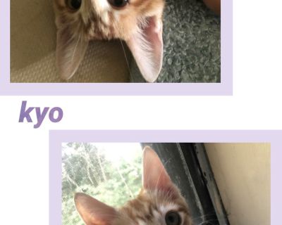 Kyo - Tabby Mix Male Cat for Adoption
