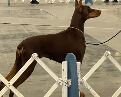Doberman Pinscher Puppies