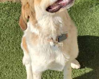 Barnum - Great Pyrenees/Australian Cattle Dog Mix Male Dog for Adoption