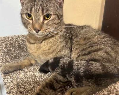 Malcolm (Mal) McMullin - Domestic Shorthair Male Cat for Adoption