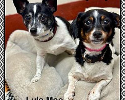 Lula Mae (also See Bobby Ray) - Dachshund Female Dog for Adoption