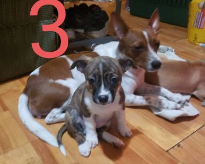 Jack Russell terrier/pit puppies 9 weeks