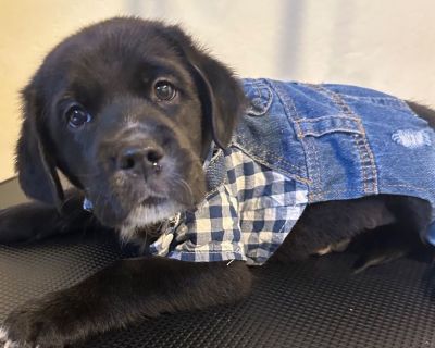 Puppy 6 weeks old