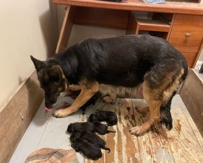 3 Male and 3 Female German Shepherd Dog Puppies for Sale