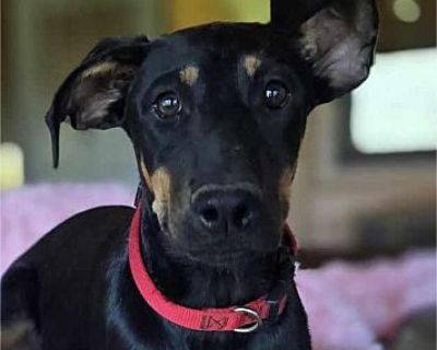 Cayenne - Doberman Pinscher/Labrador Retriever Mix Female Puppy for Adoption