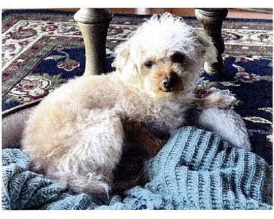 Brutus - Yorkie, Yorkshire Terrier/Toy Poodle Mix Male Dog for Adoption