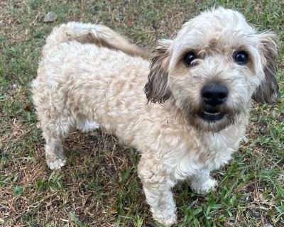 Meet Peresoso, a gentle and loving 3-year-old Shih Tzu with a heart full of sweetness. This soft-natured boy adores attention, enjoys being close to his people, and loves nothing more than cuddling with his favorite stuffed animals. Neutered, healthy, and up to date on all vaccinations, Peresoso is ready for a forever family to cherish. He is wonderful with men, women, and children, and gets al...