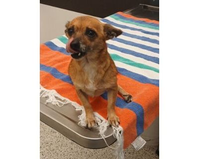 EAST POINT- ADOPTED - Chihuahua/Mixed Breed (Medium) Mix Female Dog for Adoption