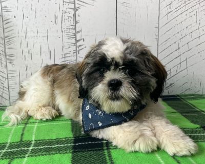 Simba - Male White and Brown and Black Shih Tzu Puppy for Sale