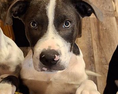 Quinn - Border Collie Male Puppy for Adoption