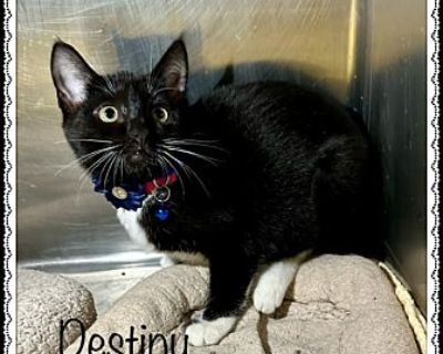 Destiny - Domestic Shorthair Female Kitten for Adoption