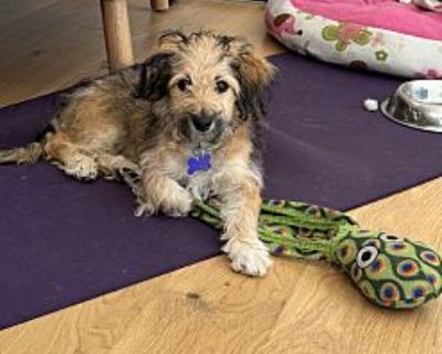 Josie - Wheaten Terrier Female Puppy for Adoption