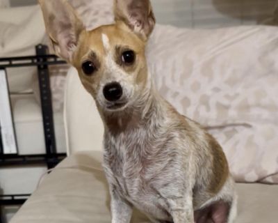 Meet Bunny and look at her precious ears! Bunny is a sweet Chihuahua mix, appropriately 1-2 years old, around 12 pounds, housebroken and crate trained. Bunny is good with other dogs, loves people and is kid friendly (school age children). Sweet Bunny loves to go on walks, play with her toys, chase squirrels in the backyard and snuggle up to rest for her next playful adventure. Bunny is as sweet...