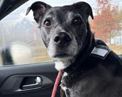 We are excited to have Gene, a wonderful, personable Pitbull Mix, join BAARK Dog Rescue!! Gene joined us from Central Illinois; he had been scheduled to be euthanized that morning but instead was able to hop the transport up to BAARK! Gene is believed to be 7-8 years old, a Pittie Mix who clearly has lived a tough, neglectful life. While the challenges of his past make him look a bit older, he ...