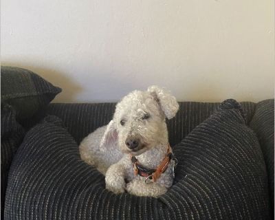 Brady - Male Senior Poodle for Adoption