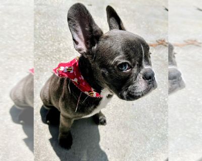 Luv - French Bulldog Female Puppy for Sale