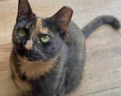 Eva - American Shorthair Female Cat for Adoption