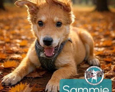 This cutie is Sammie. He is currently 3 1/2 months old and weighs approximately 18 pounds. We think they may be a Shepherd / Lab mix*, but with rescue its a guess! What matters most is that they are adorable and are one the MOST desperate in the entire US based on statistics for where this puppy is from. Shelters in this area are having to euthanize puppies. So, this puppy needs you! If you cho...
